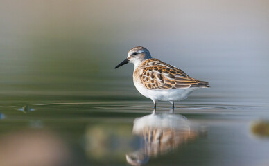 Fototapeta premium Little Stint (Calidris minuta) is is a wetland bird that lives in the northern parts of the European and Asian continents. It feeds in swampy areas.