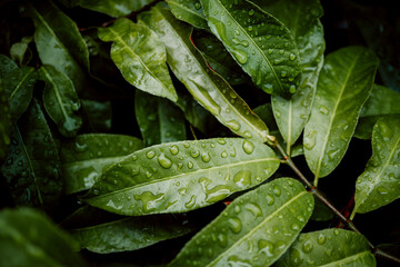 Dark green leaf texture with rain drop, Natural green leaves using as nature background wallpaper or tropical leaf cover page