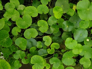 green centella leaves background