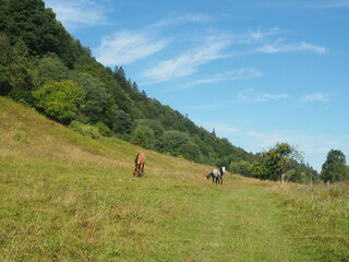 Fototapeta na wymiar Nature summer horses