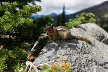 Golden Mantled Ground Squirrel sitting on a large rock next to a young pine tree on the Skyline Trail at Mt. Rainier National Park.