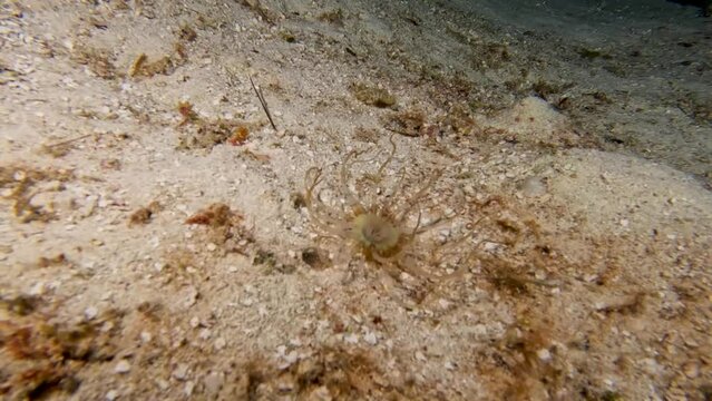 4k video of a Banded Tube-Dwelling Anemone (Isarachnanthus nocturnus) in Cozumel, Mexico