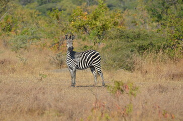 Naklejka premium zebras in the Selous national park