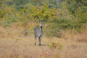 zebras in the Selous national park