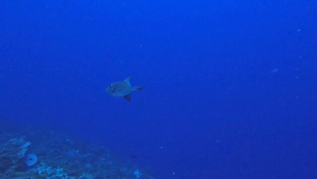4k video of an Ocean Triggerfish (Canthidermis sufflamen) in Cozumel, Mexico