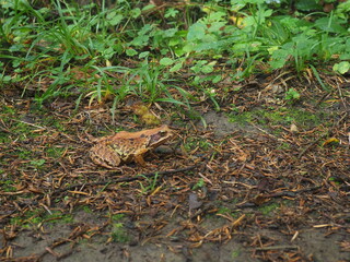 Nature summer