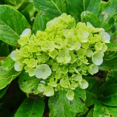 close up of green hydrangea