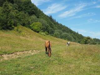 Fototapeta na wymiar Nature summer horses