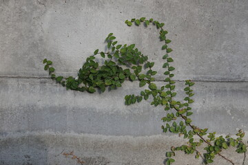 ivy climbing on the wall