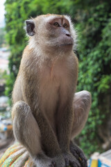 portrait of a macaque