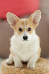 Corgi dog breed. Dog at home. Corgi lies on the bed. High quality photo