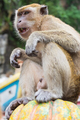 japanese macaque sitting on the ground