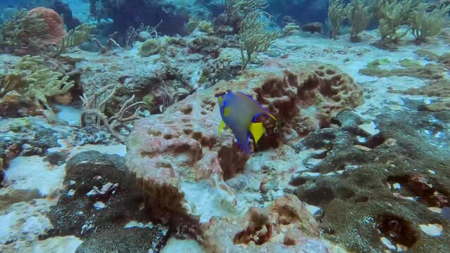 4k video of a Queen Angelfish (Holacanthus ciliaris) in Cozumel, Mexico