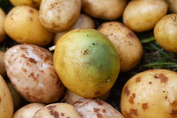 Potatoes turned green from the light and sun, harmful potatoes with solanin poison