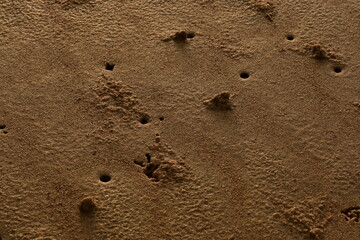 footprints of seabirds looking for food in the sea