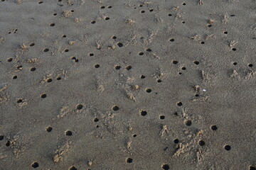 holey beach soil texture