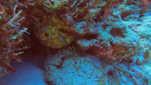 4k video of a juvenile French Angelfish (Pomacanthus paru) in Cozumel, Mexico