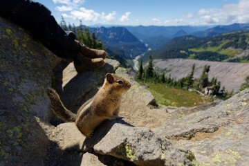 A Golden Mantled Ground Squirrel stands on a large boulder overlooking the Nisqually River on the Skyline Trail at Mt. Rainier National Park. - Powered by Adobe