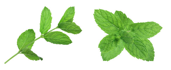 fresh mint leaves isolated on white background