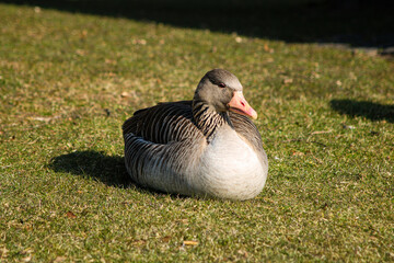 Sitting Goose