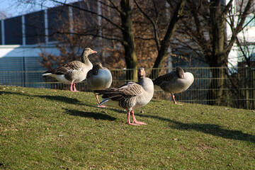 Geese in the park