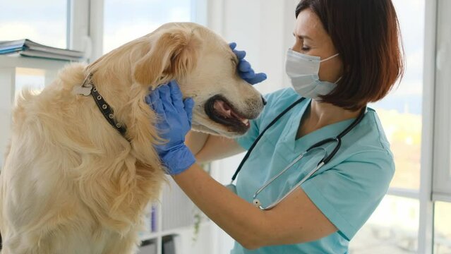 Golden retriever dog examined by veterinarian in protective mask during appointment in veterinary clinic