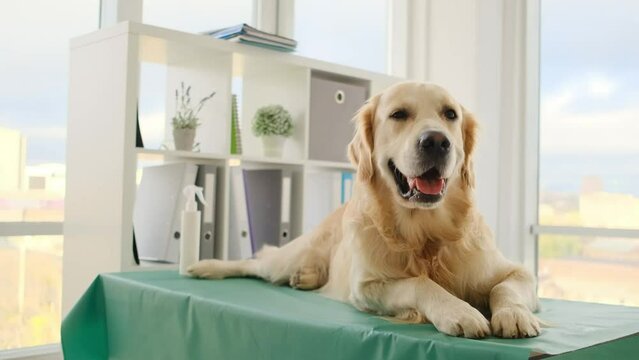 Golden retriever dog lying on table in veterinary clinic