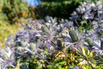 Kitzbühel Alpenblumengarten Tirol