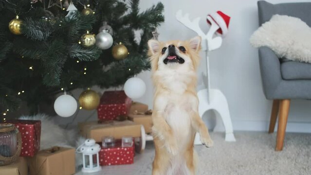Chihuahua dog walking on rear paws near christmas tree at home