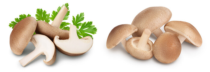 Fototapeta premium Fresh Shiitake mushroom isolated on white background with full depth of field.