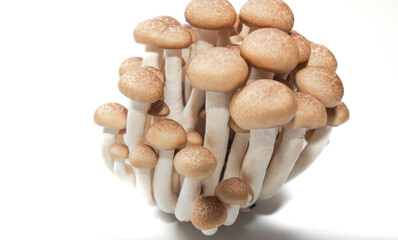 Brown beech mushrooms or Shimeji mushrooms isolated on white background.