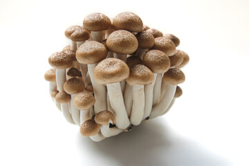 Brown beech mushrooms or Shimeji mushrooms isolated on white background.