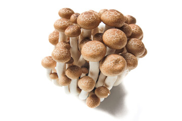 Brown beech mushrooms or Shimeji mushrooms isolated on white background.
