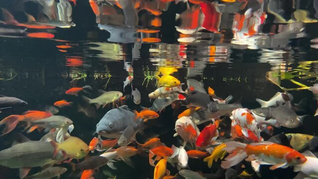 FLOCK OF FISH swimming in the aquarium. Slow camera submersion under water. Underwater photography of tropical fish. Many colorful fish in the water. A flock of fish in the sea. Sea life. Slow motion.