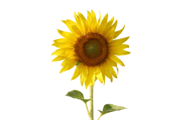 Rolgordijnen Realistic sunflower  © parinya