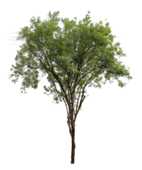 Zelfklevend Fotobehang Realistic tropical tree © parinya