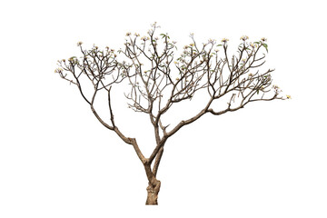 Realistic frangipani tree