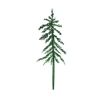 Pine tree isolated on a transparent background. Watercolor evergreen tall plant. Scotch fir illustration. Christmas tree clipart. Landscape scene objects. Hand-drawn green pine tree.