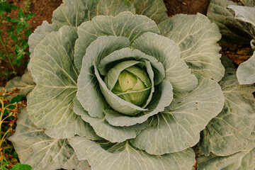 cabbage growing in the garden