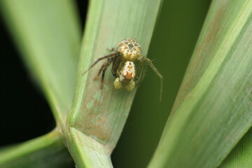 Lynx spider, Hamatailwa species, Satara Maharashtra, India