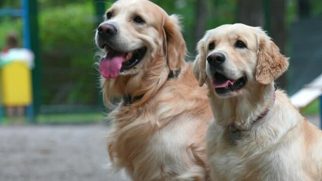 Two golden retriever dogs sitting outdoors together and looking around with tonque out. Purebred doggy pets labradors at street closeup portrait