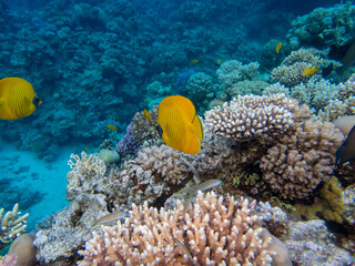 Bright inhabitants of the underwater world of the Red Sea, Hurghada, Egypt