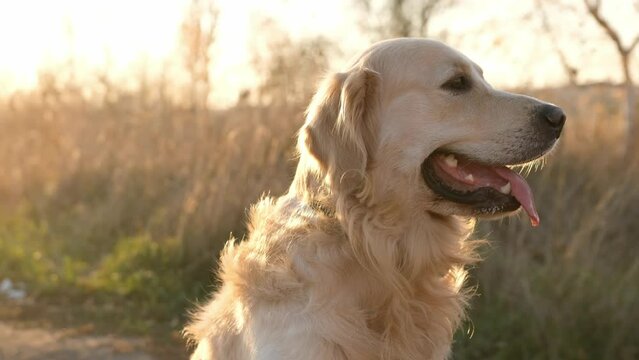 Golden retriever dog sitting in sunset time and looking back with tonque out. Adorable doggy pet labrador during walk at nature with amazing sun light