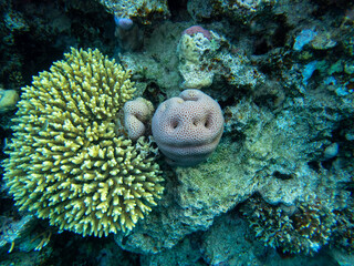 Bright inhabitants of the underwater world of the Red Sea, Hurghada, Egypt