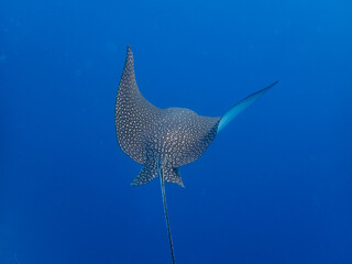 Myliobatidae or Eagle Ray found in the Red Sea, Hurghada, Egypt