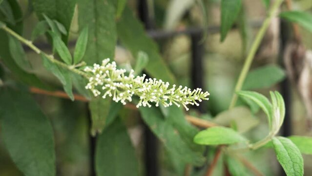 Beautiful white young flower buds of a blooming butterfly bush. Growing buddleia shrub