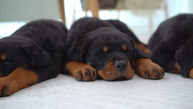 rottweiler puppies sleeping in row on floor at home