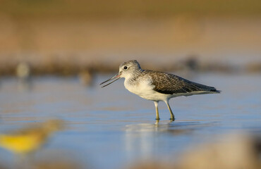 Common Greenshank (Tringa nebularia) is a wetland bird that lives in Africa, Europe and Asia. It usually feeds on fresh water.