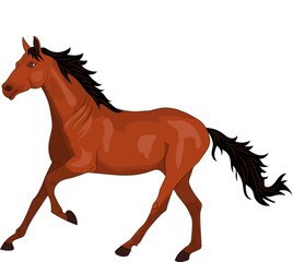The horse is a slender, graceful animal, with highly developed muscles and a strong constitution.