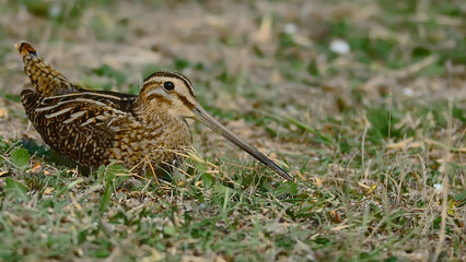 Snipe in the grass